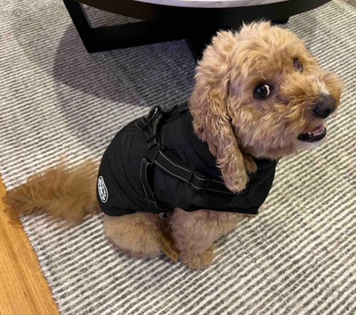 3 in 1 Dog Harness Jacket