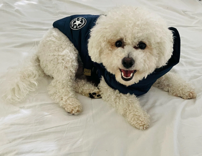 3 in 1 Dog Harness Jacket