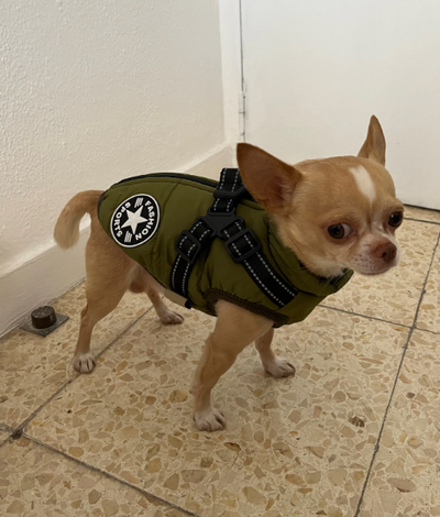 3 in 1 Dog Harness Jacket