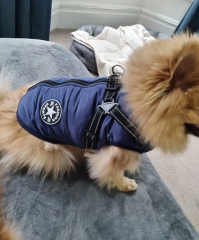 3 in 1 Dog Harness Jacket