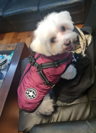 3 in 1 Dog Harness Jacket