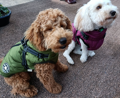 3 in 1 Dog Harness Jacket