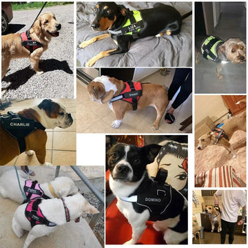 Personalised Dog Harness